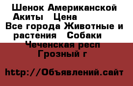 Шенок Американской Акиты › Цена ­ 35 000 - Все города Животные и растения » Собаки   . Чеченская респ.,Грозный г.